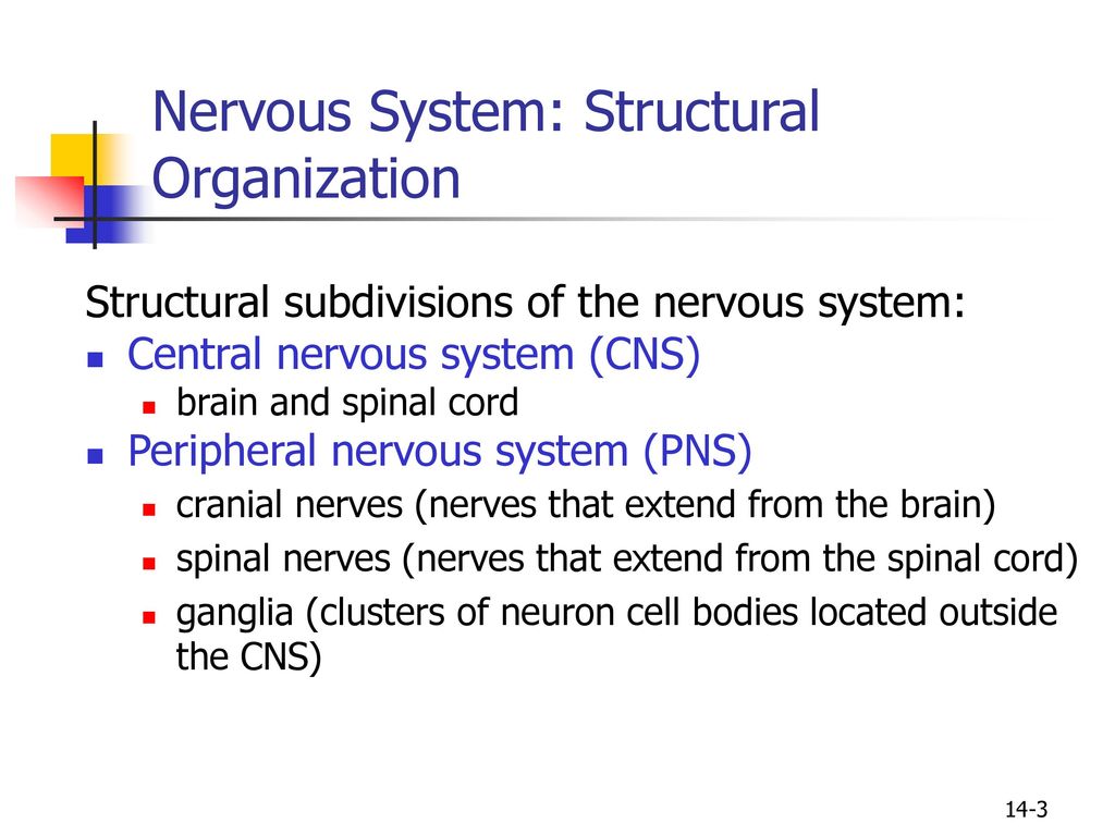 Nervous System: Structural Organization