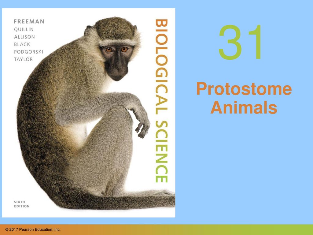 Protostome Animals