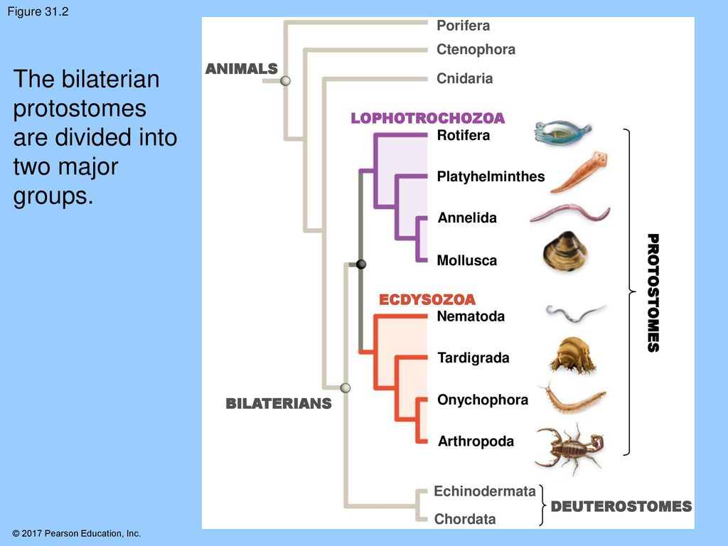 Protostome Animals. - ppt download