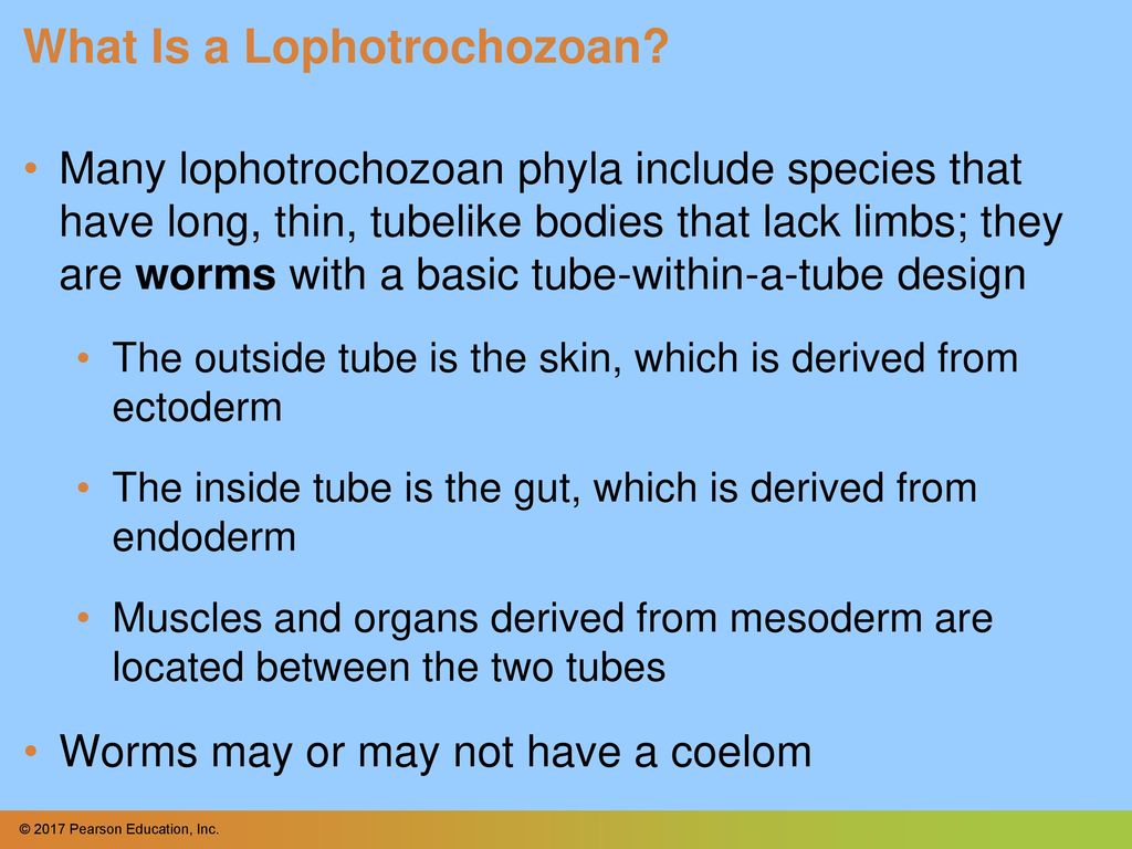 What Is a Lophotrochozoan