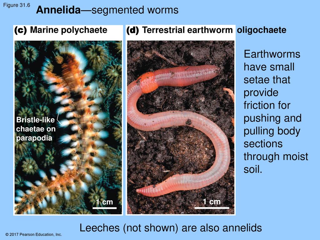Annelida—segmented worms