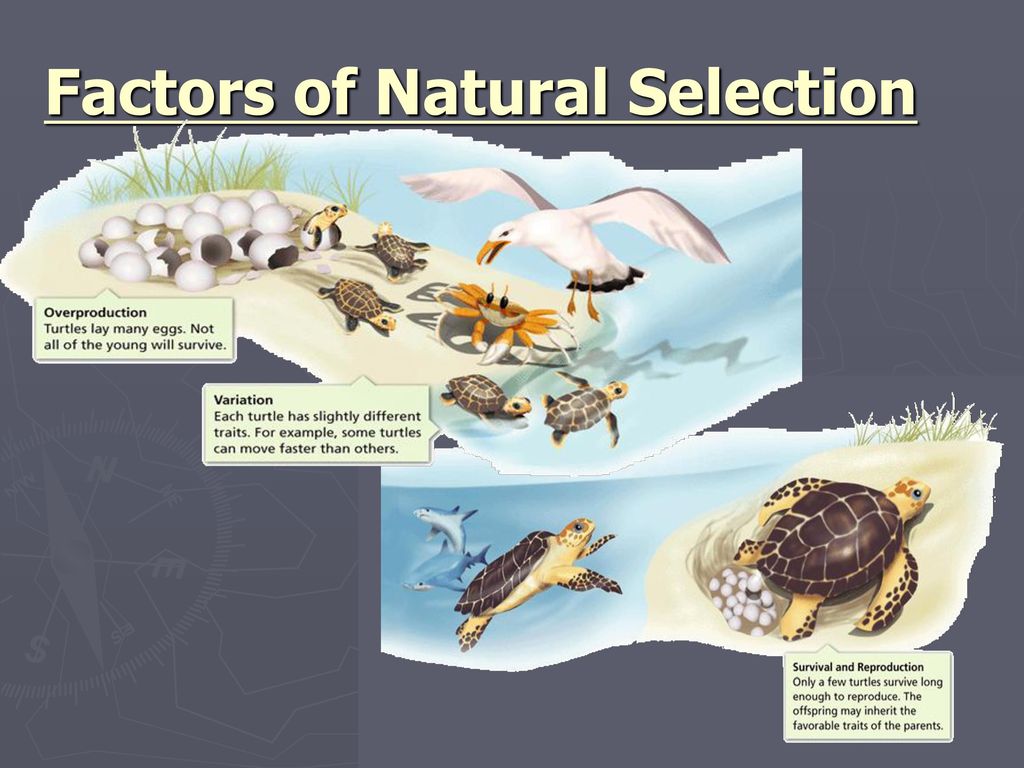 Реферат: Review Of Natural Selection Of Hatchling Turtles