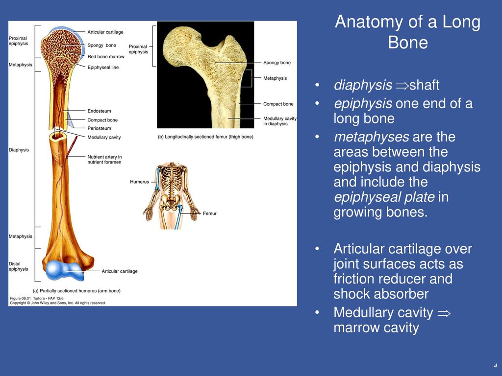 Anatomy of a Long Bone diaphysis shaft