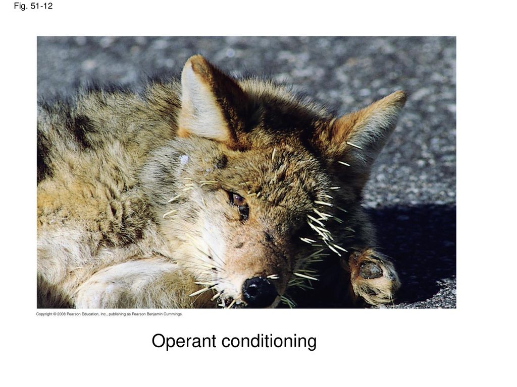 Fig Figure Operant conditioning Operant conditioning