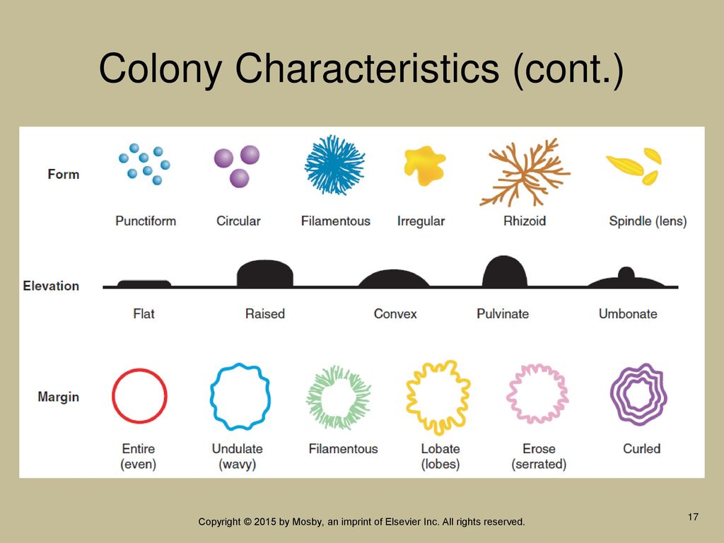 Bacterial Colony Characteristics Chart