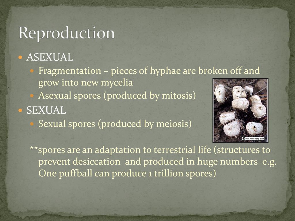 Reproduction ASEXUAL SEXUAL