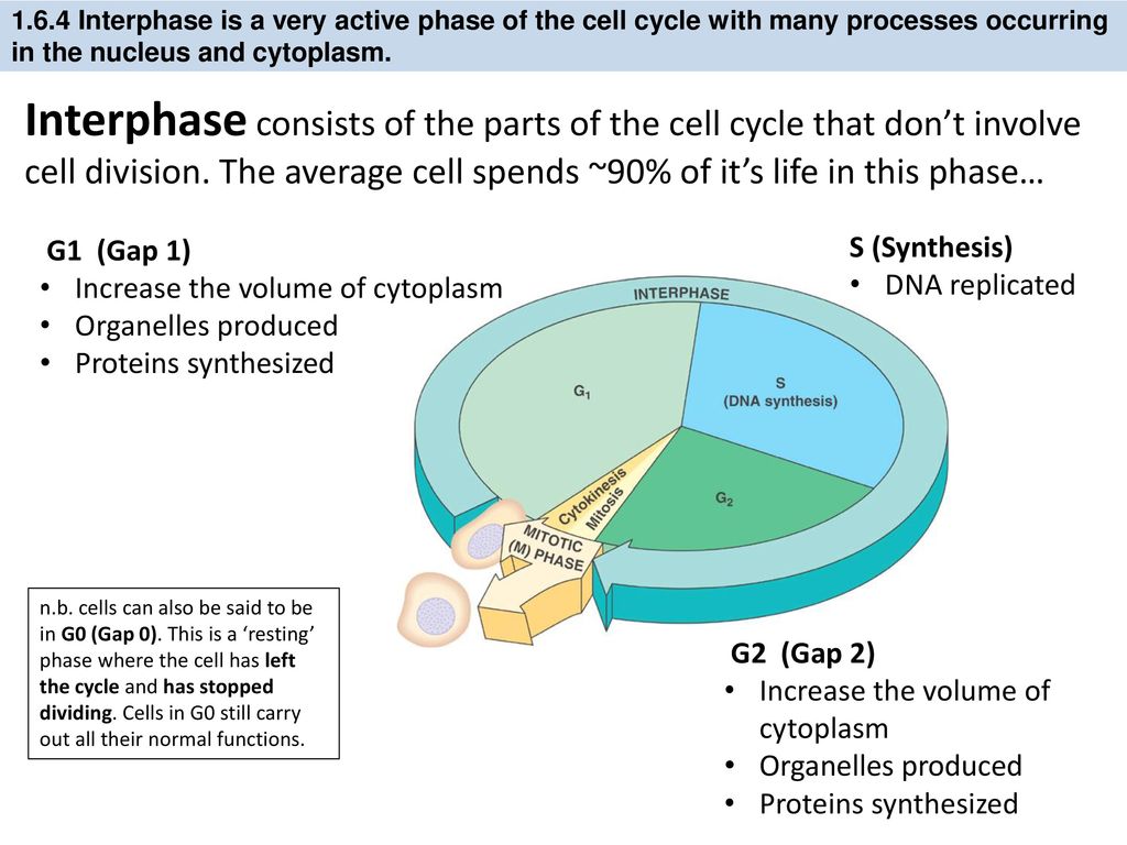 IB Biology 1.6 & 1.1 Slides: Mitosis & Stem Cells
