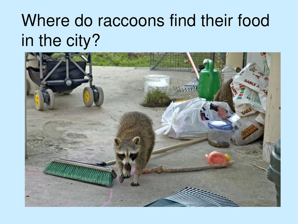 Wildlife in the City prepared by Linda Brady Biology Diagrams