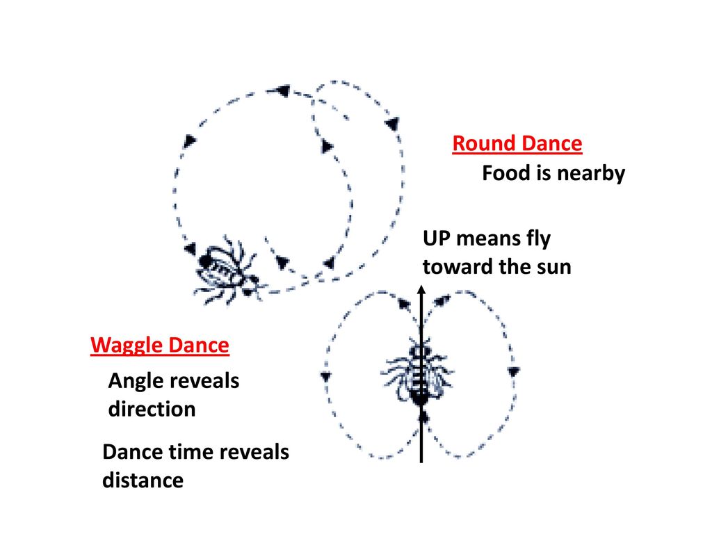 Round Dance Food is nearby. UP means fly toward the sun.