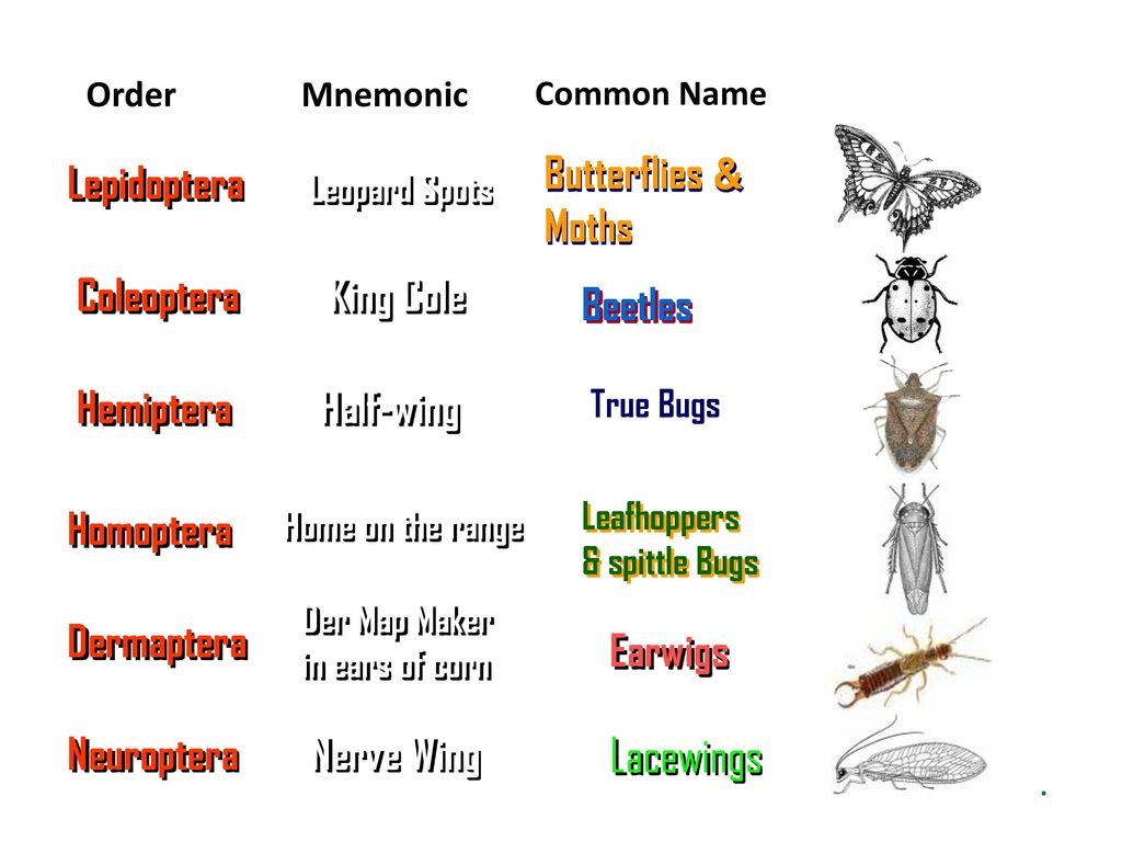 Lacewings Butterflies & Moths Lepidoptera Coleoptera King Cole Beetles