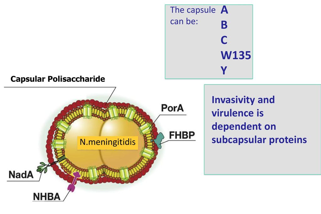 The capsule can be: A. B. C. W135. Y. Capsular Polisaccharide. (antigene self) Invasivity and virulence is dependent on subcapsular proteins.