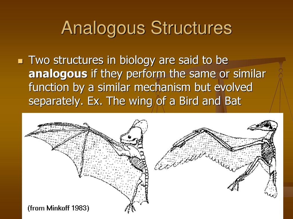 Evolution and Biodiversity - ppt download