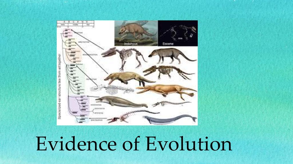 Evolution To see where we might be going, we must understand where we ...