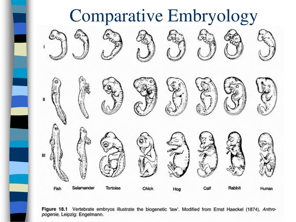 Первая стадия зародышевого развития в результате которой. Эпигенез эмбриология. Сравнительная эмбриология позвоночных. Зародыши позвоночных. Развитие зародыша человека.