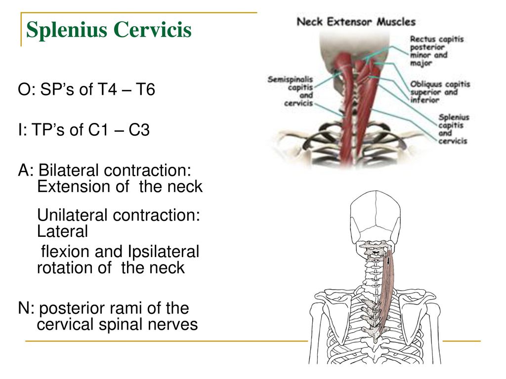 Head Neck Shoulder Back Muscles Ppt Download