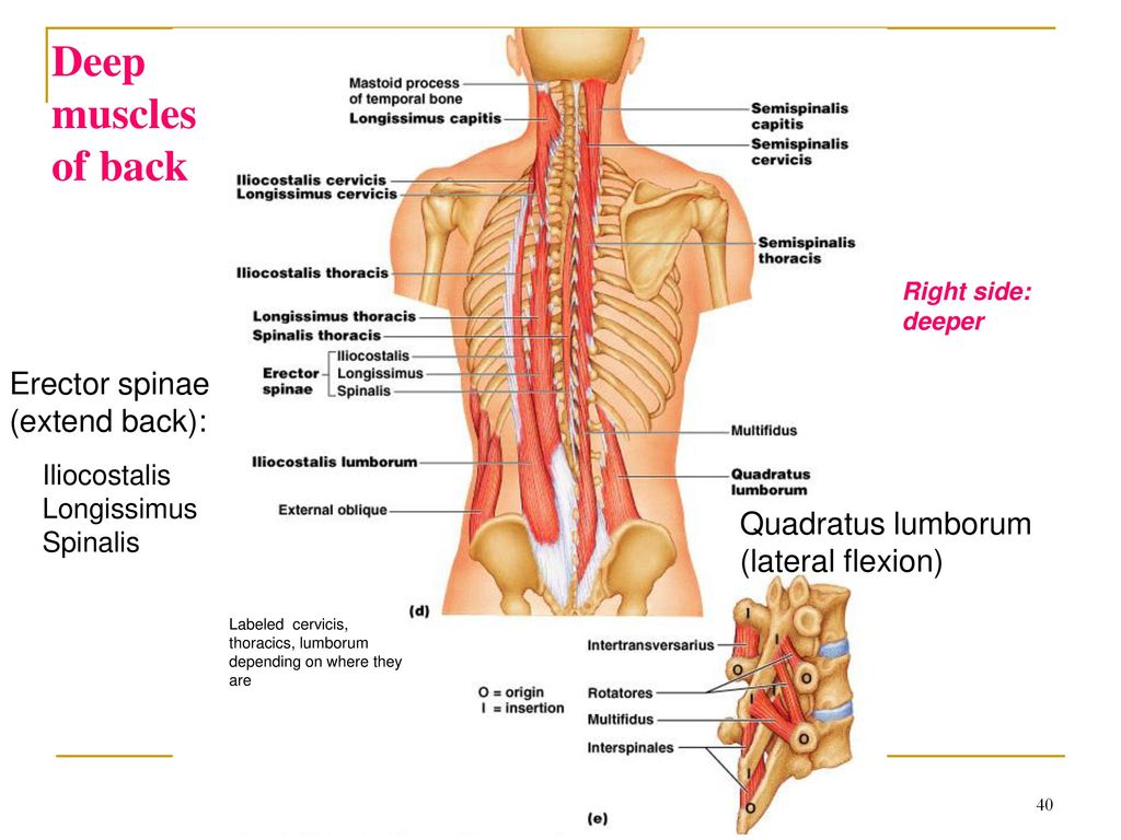 Head Neck Shoulder Back Muscles Ppt Download