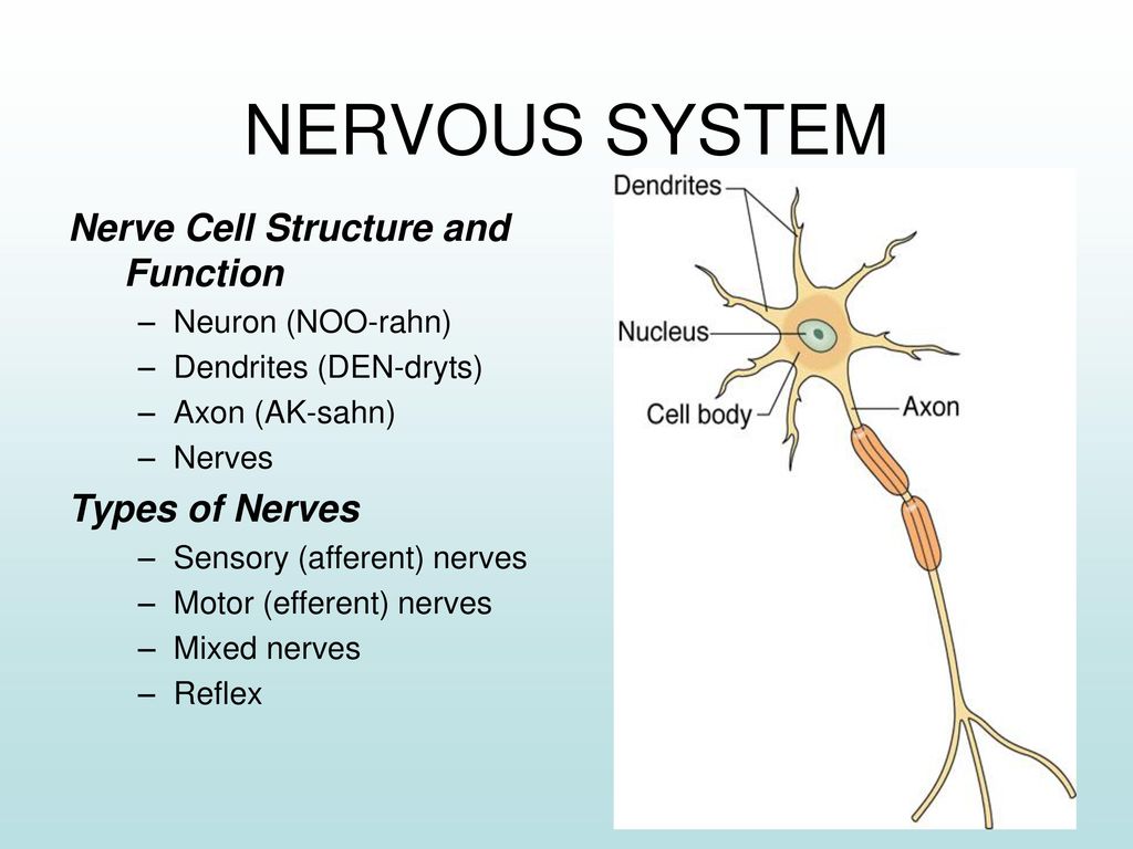 NERVOUS SYSTEM Nerve Cell Structure and Function Types of Nerves