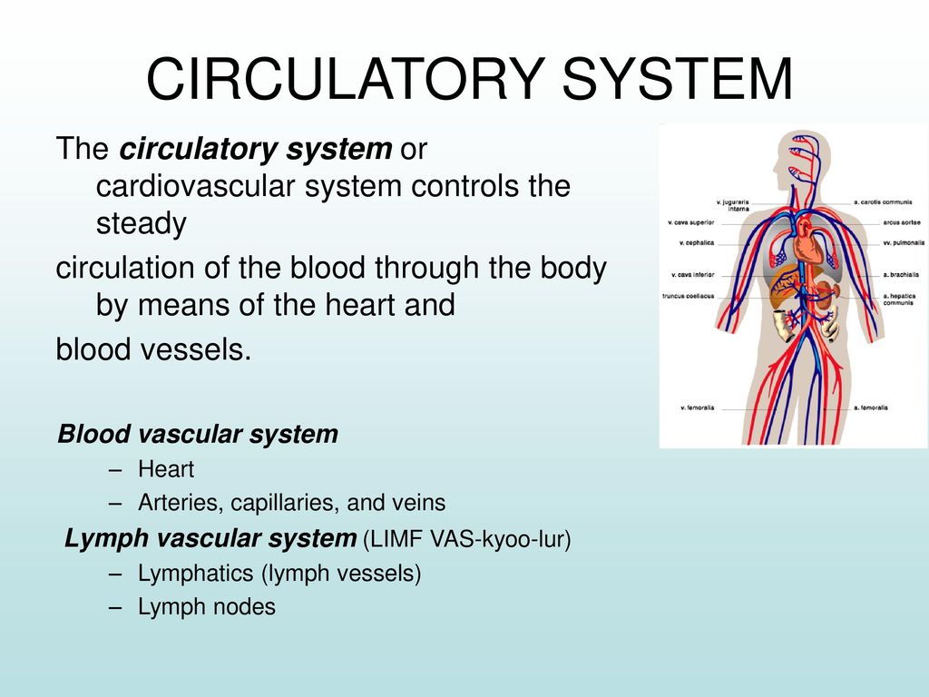 CIRCULATORY SYSTEM The circulatory system or cardiovascular system controls the steady.