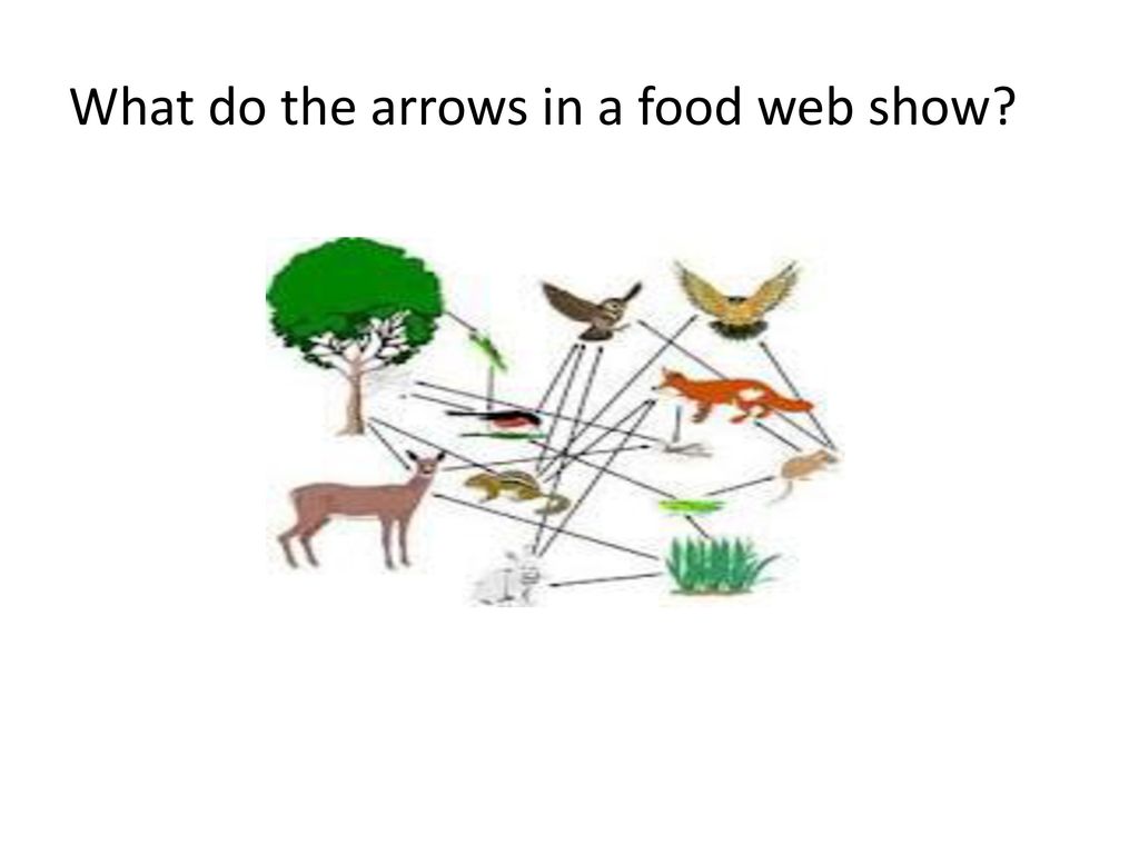 What Do The Arrows In A Food Web Show The Flow Of What Do The Arrows In A Food Web Show The Flow Of