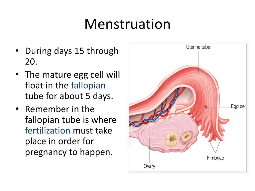 Female Reproductive System - Ppt Download