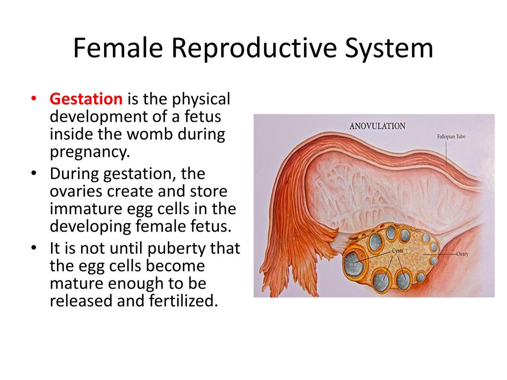 Female Reproductive System - ppt download