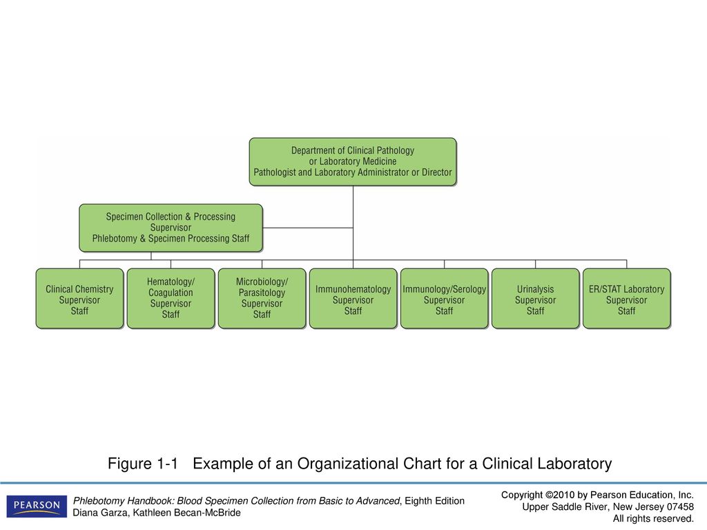 Medical Laboratory Organizational Chart