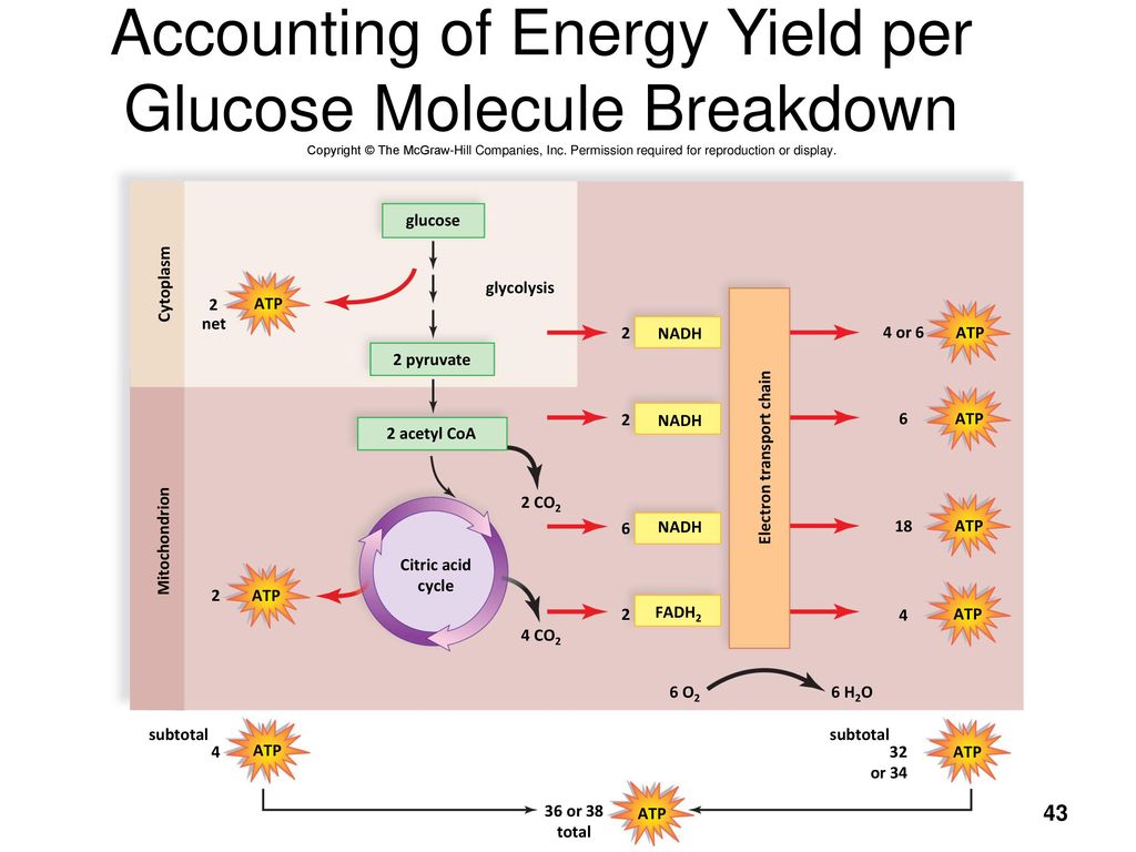 Преобразование энергии атф в энергию глюкозы. Цикл Кребса выход АТФ. Этапы энергетического обмена цикл Кребса. Цикл Кребса АТФ количество. Энергетический выход цикла Кребса АТФ.