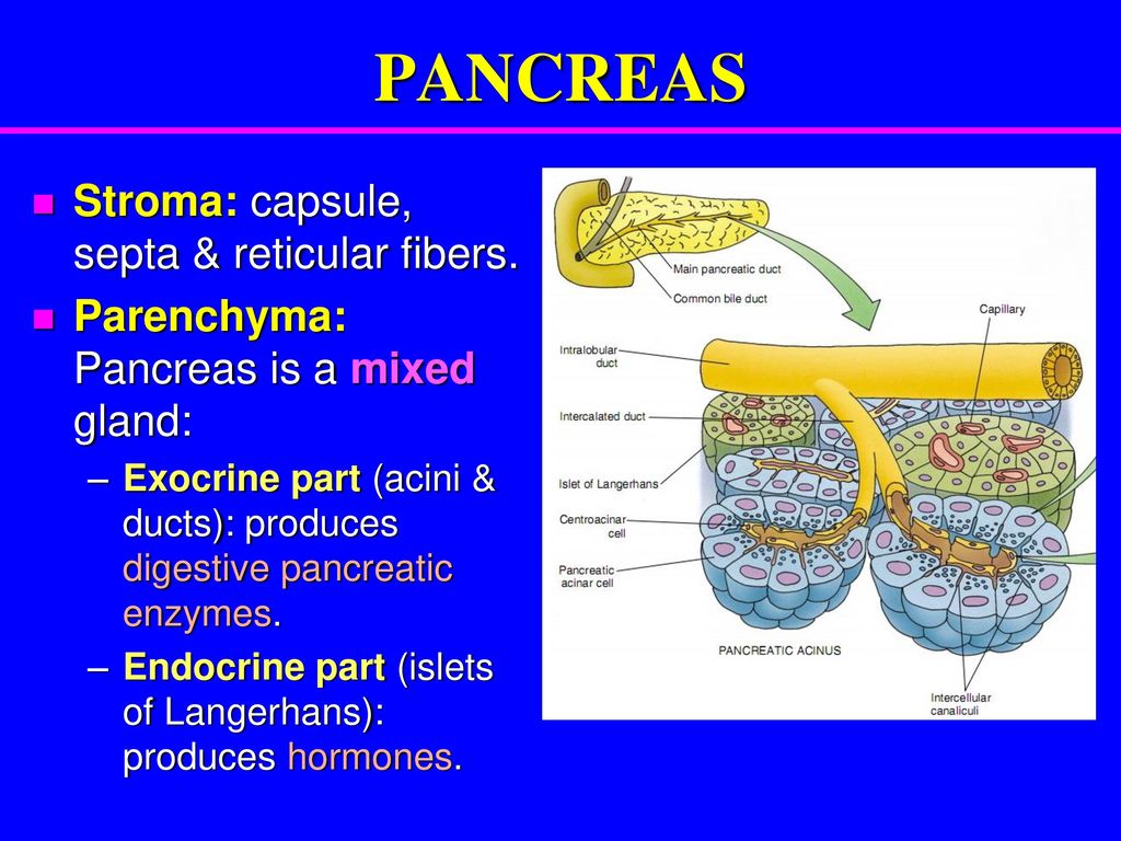 Поджелудочная железа паренхима. Pancreas Cells. Pancreas Hormones. Pancreatic Endocrine Part.