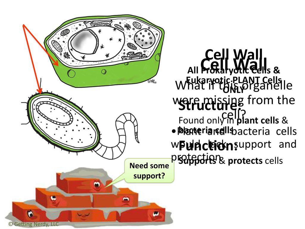 Cell Structure: page 37 in INB Cell Organelle Graphic Organizer - ppt ...