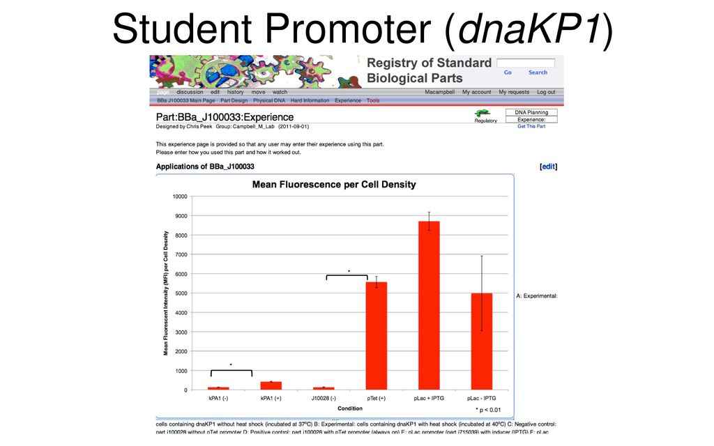 Student Promoter (dnaKP1)