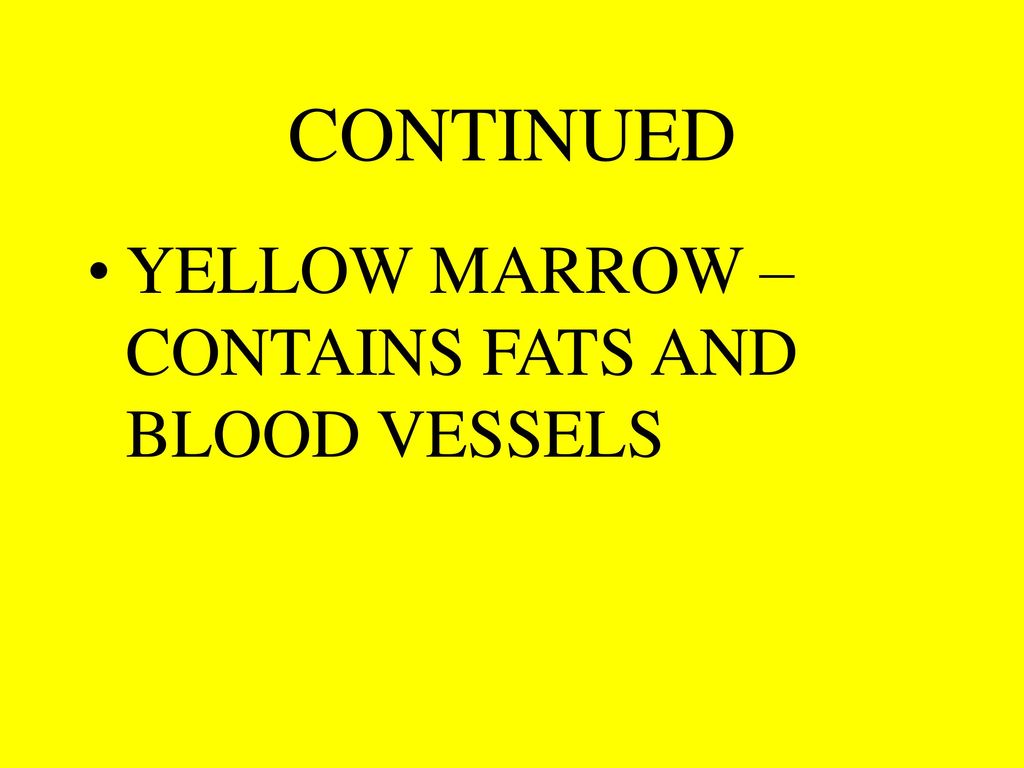 CONTINUED YELLOW MARROW – CONTAINS FATS AND BLOOD VESSELS