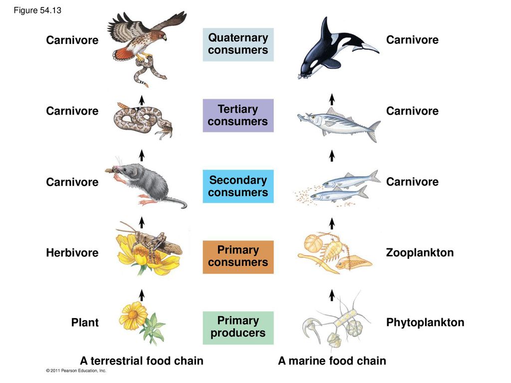 • Quaternary Consumers. Фитопланктон пищевая цепь. Фитопланктон зоопланктон пищевая цепь. Пищевая цепь таблица.