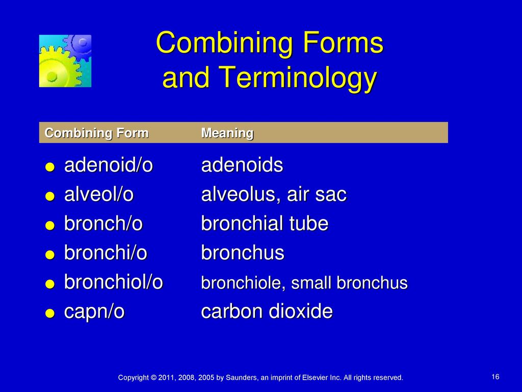 Chapter 12 respiratory system lesson ppt download