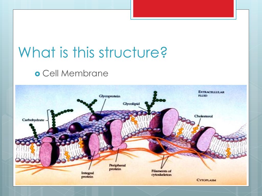 Cell Membrane Structure, Ditki, Medical & Biological Sciences posted a video to playlist Biochemistry., By Ditki, Medical & Biological Sciences
