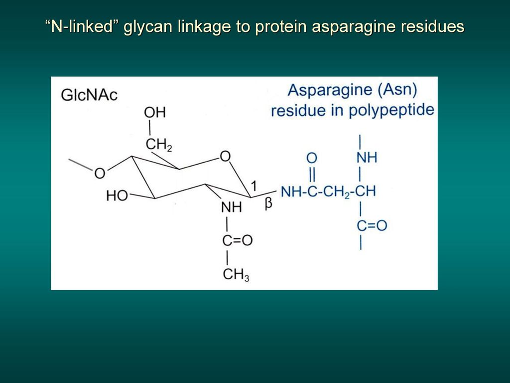 N-linked glycan linkage to protein asparagine residues
