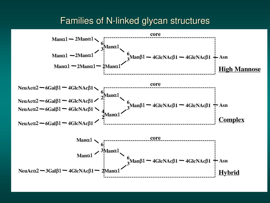 Families of N-linked glycan structures