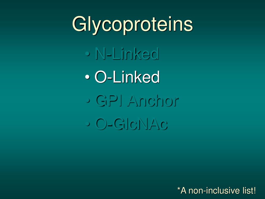 Glycoproteins N-Linked O-Linked GPI Anchor O-GlcNAc