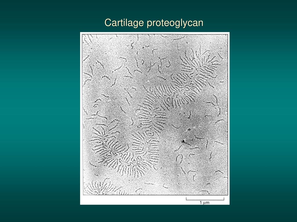 Cartilage proteoglycan