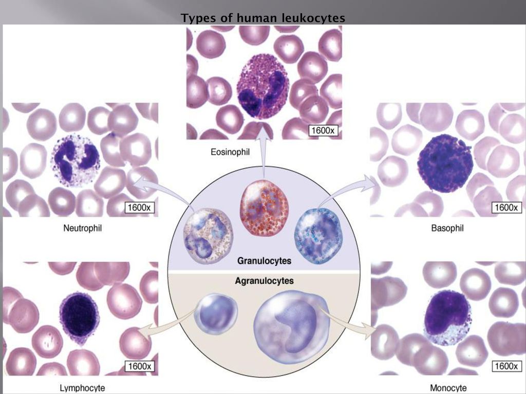 Эозинофильный лейкоцитоз. Клетки крови лейкоцитарная формула. Лимфоциты гистология строение. Типы лейкоцитов гистология. Клетки лейкоцитарной формулы крови под микроскопом.