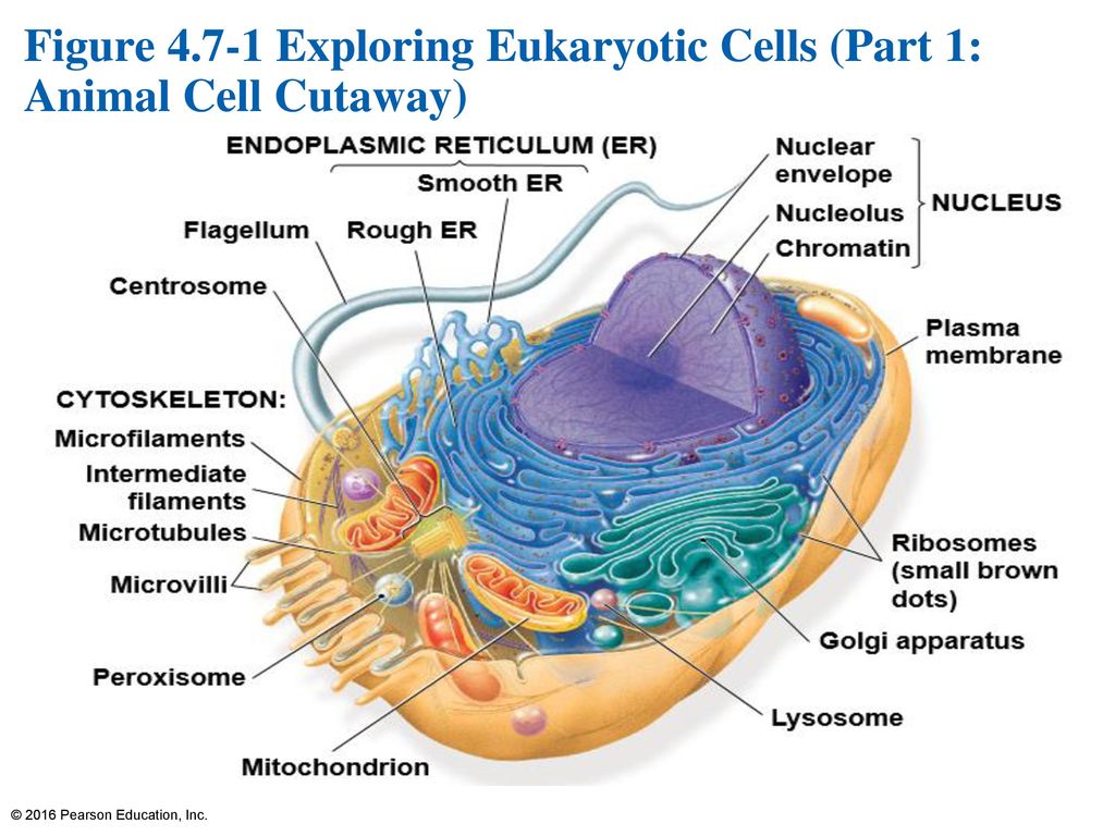 Figure Exploring Eukaryotic Cells (Part 1: Animal Cell Cutaway)