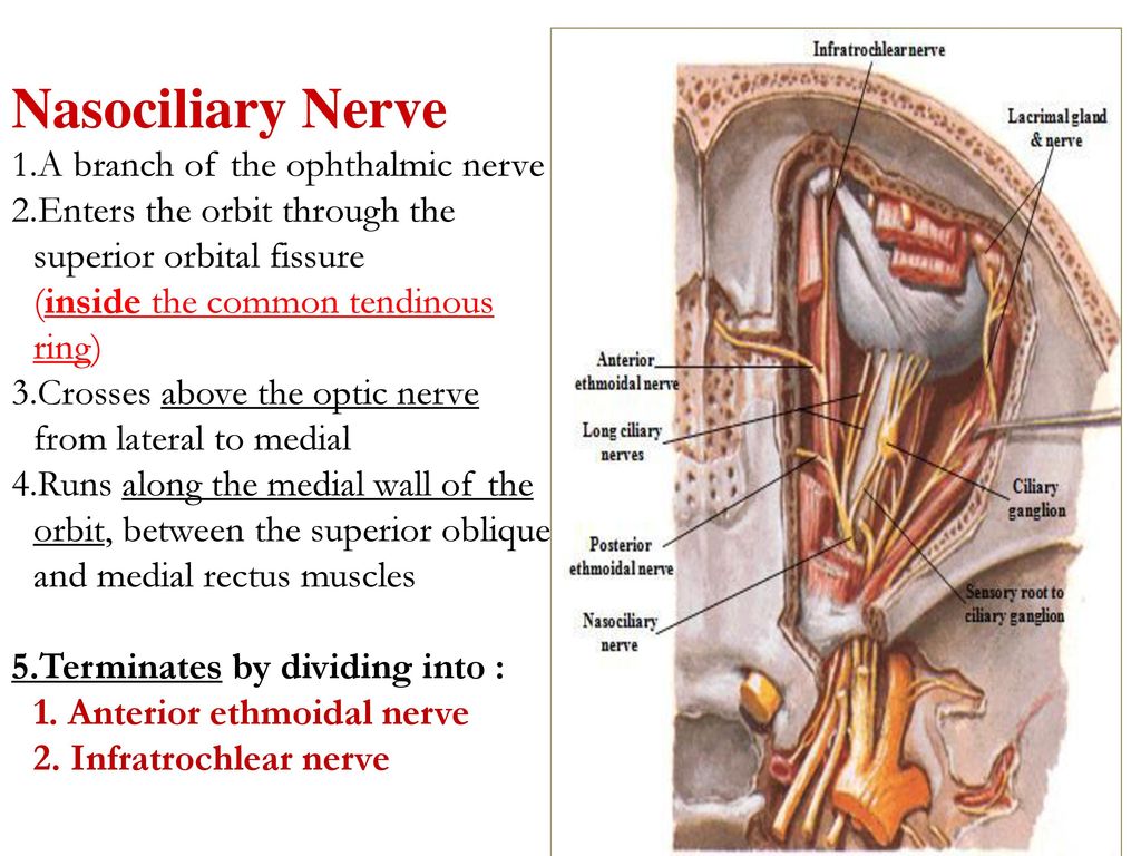 Nervous first. Opthalmic nerve nerve. Nasociliaris nerve. Funky nerve образное выражение. To work up the nerve to.