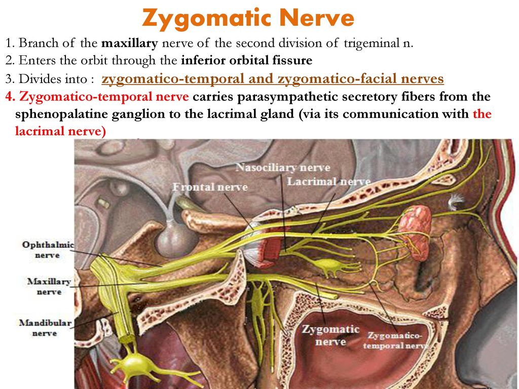 Zygomatic Nerve 1. Branch of the maxillary nerve of the second division of trigeminal n. 2. Enters the orbit through the inferior orbital fissure.