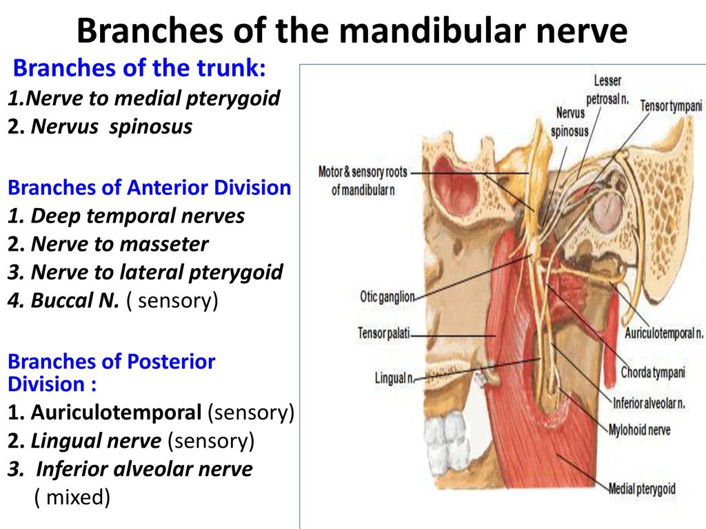 Branches of Mandibular Nerve - From the Trunk & Anterior division