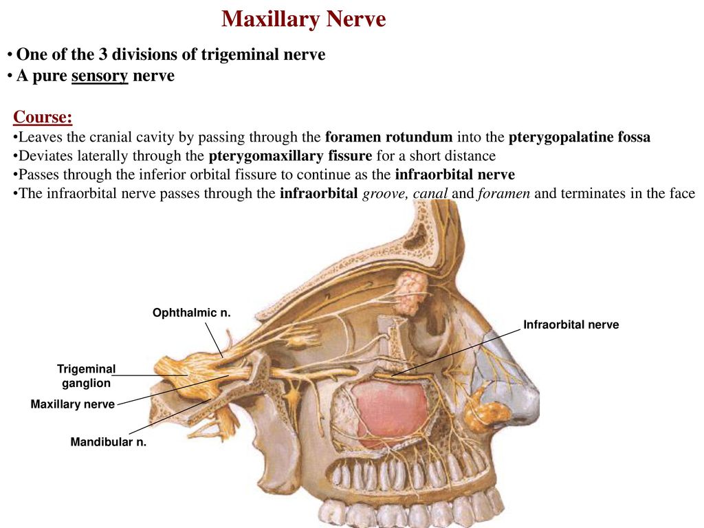 Nervous first. Maxillary nerve. Форамен ротундум нерв. For rotundum. Trigeminal nerve.