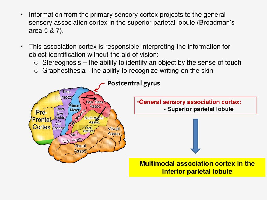 Multimodal association cortex in the Inferior parietal lobule