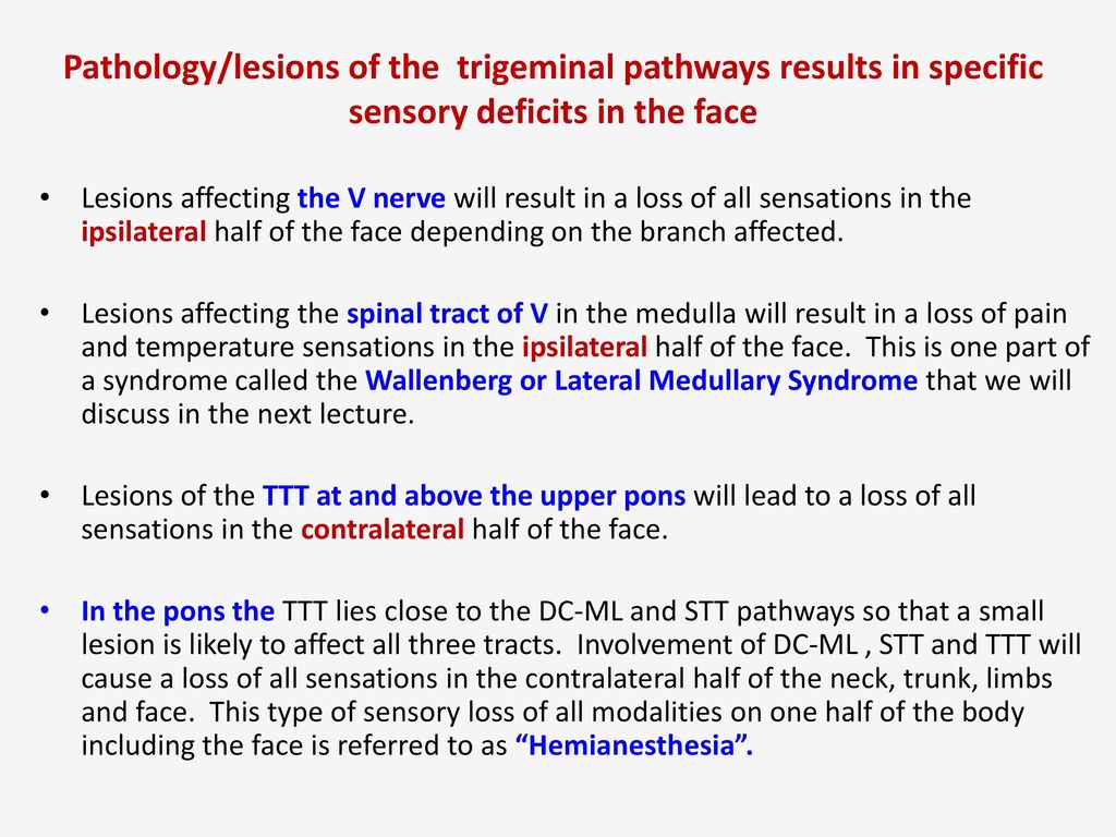 Pathology/lesions of the trigeminal pathways results in specific sensory deficits in the face
