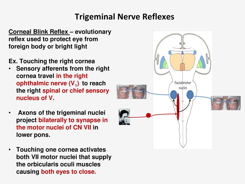 Trigeminal Nerve Reflexes