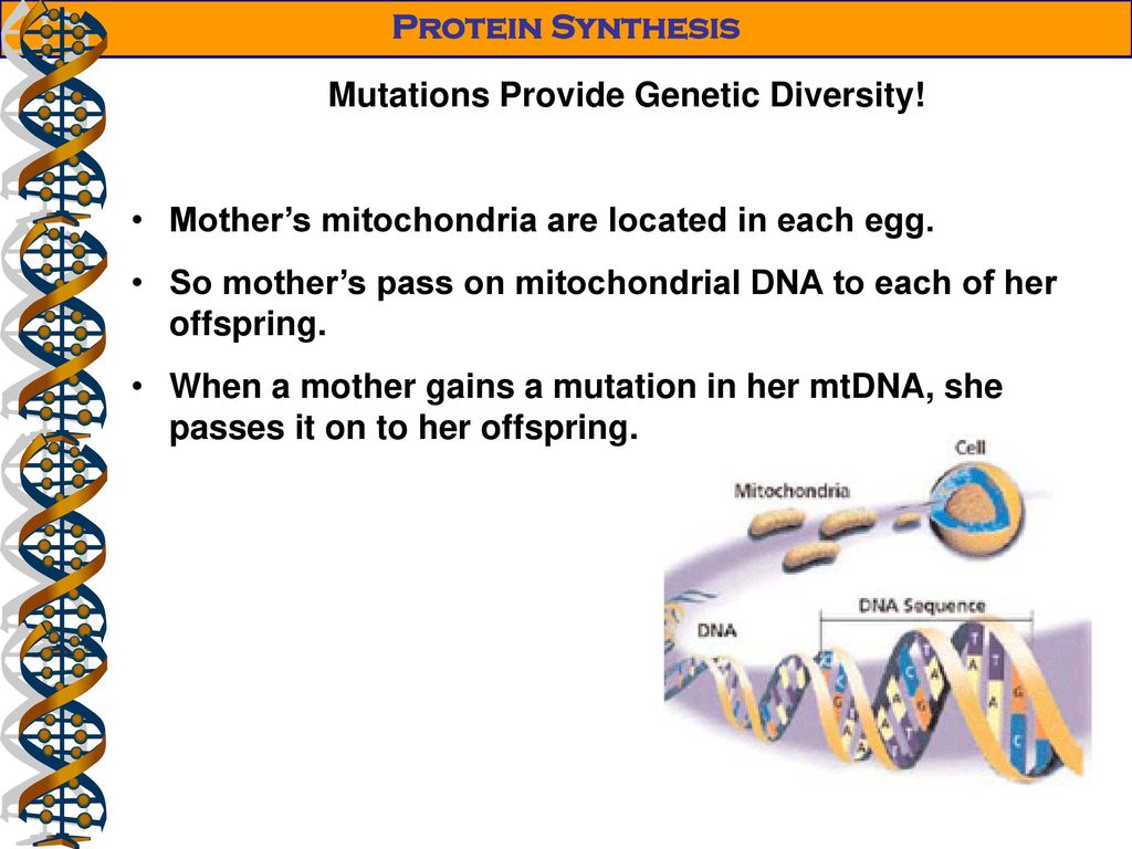 Mutations & Genetic Recombination Biology Diagrams