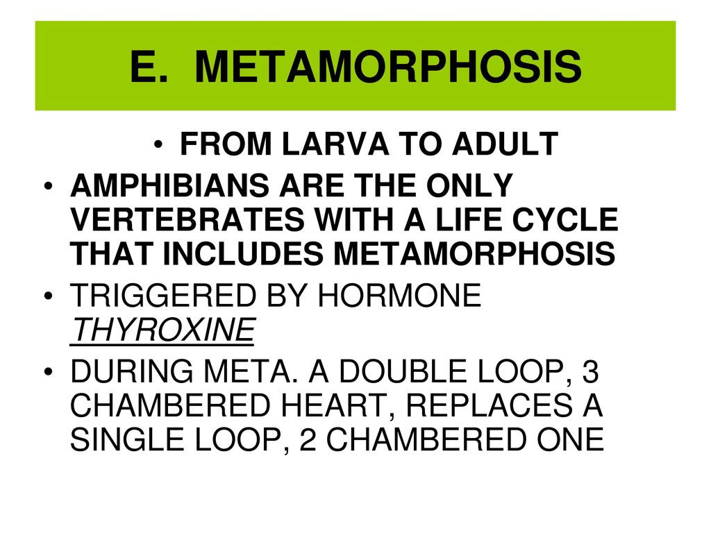 AMPHIBIANS Dr. Tyrone - ppt download