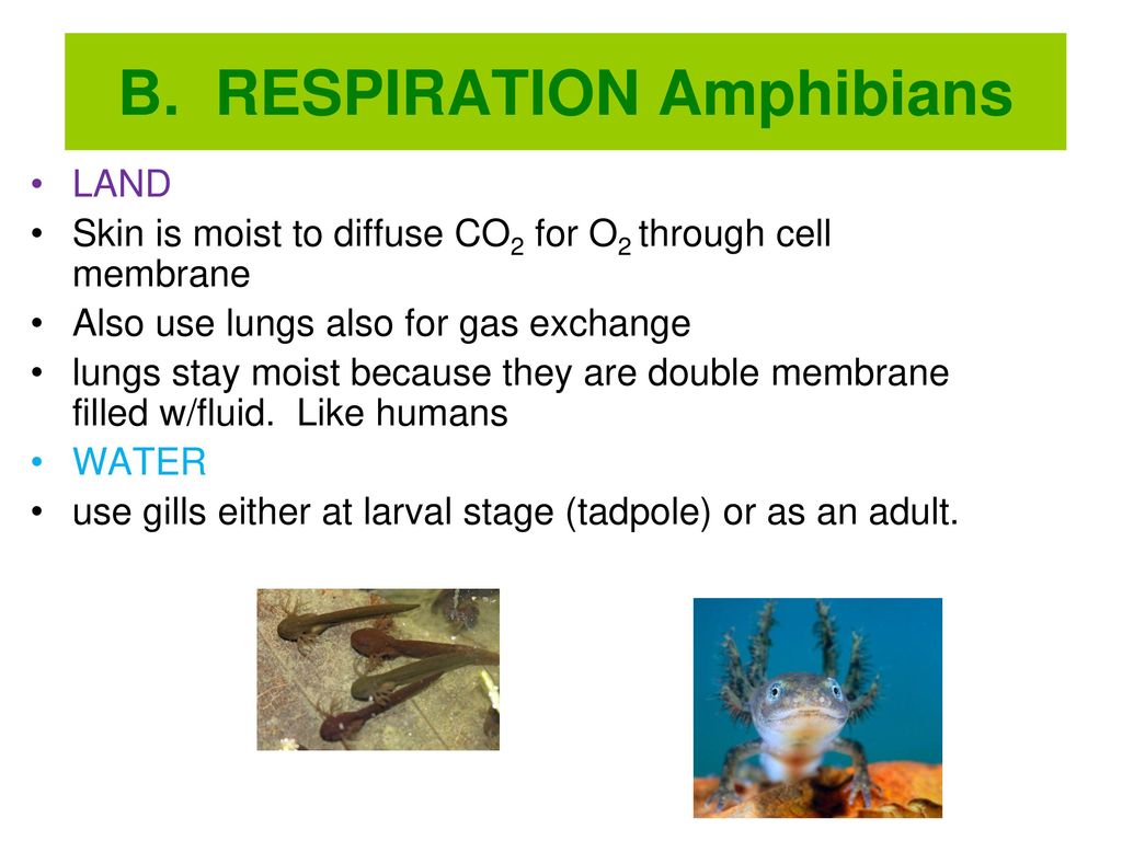 AMPHIBIANS Dr. Tyrone - Ppt Download